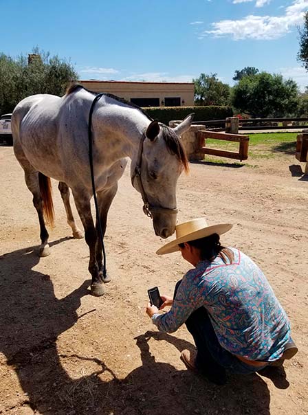 Horse Hoof balance check