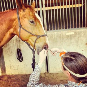 Horse getting stitches