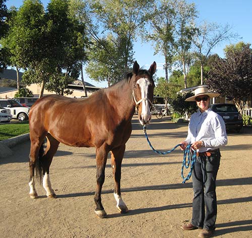 Horse named Tornado at the Rehab facility